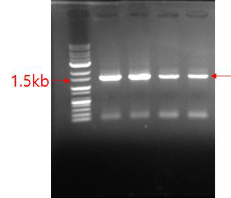 16S rRNA gene PCR product from metageniomic DNA isolated from piglets