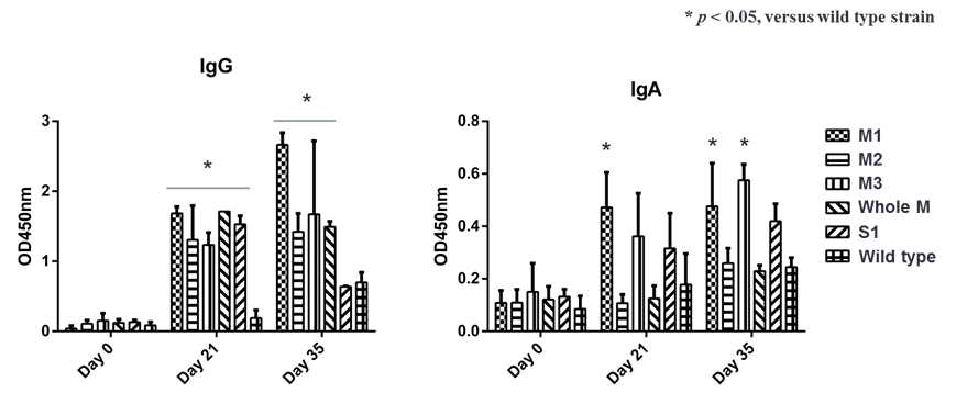 Antibody levels of 6 groups on days 0, 21, 35 post first immunization. IgG in sera and IgA in feces prepared from mice orogastrically administered with surface displayed M1, M2, M3, Whole M (WM), S1 PEDV epitopes and wild type L. plantarum SK156, respectively. Values are means (standard deviation) of 3 replicates per treatment in 1 experiment. ‘*’indicate the results of significance testing for the epitope groups versus wild type L. plantarum SK156 (ANOVA test, p < 0.05)