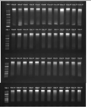 Metagenomic DNA isolation from pig