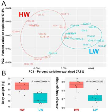 Principal component analysis of pig fecal bacterial community (A). Principal component analysis of pig bacterial community was based on comparisons of 16S rRNA gene.(B) Box plot representing the differences between Low-weight group and High-weight group for body weight and ADG. HW, High-weight; LW, Low-weight