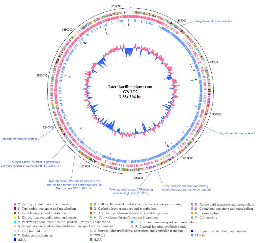 락토바실러스 플란타룸 GB-LP2 균주 유전체 지도 및 진화적으로 가속화된 호스트 면역 증진 유용유전자 7종