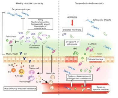 장내세균의 유해균 및 유해물질 억제 기작 (Nature Immunology, 2013)