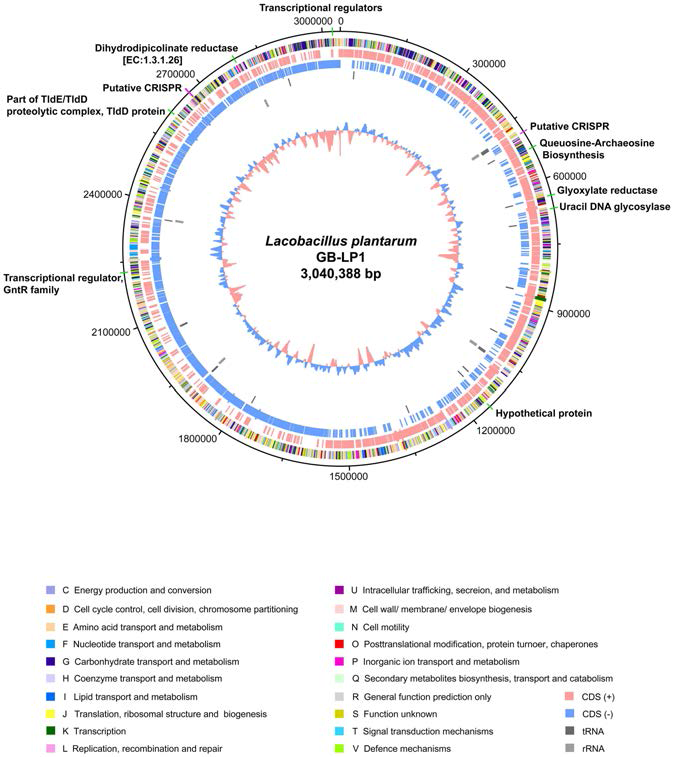 락토바실러스 플란타룸 GB-LP1 균주 유전체 지도 및 진화적으로 가속화된 유용유전자 와크리스퍼(CRISPR)로 예측되는 지역