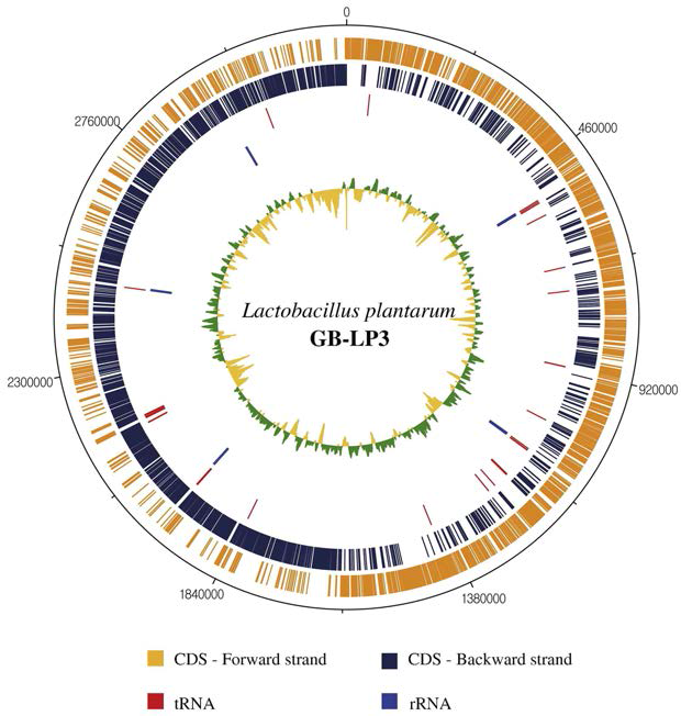 락토바실러스 플란타룸 GB-LP1 균주의 유전체 지도
