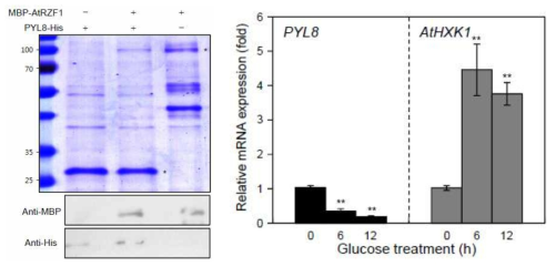 Pull-down assay에 의한 AtRZF1의 상호결합인자 분석 및 glucose 처리 후, PYL8 유전자의 전사 발현 양상 분석