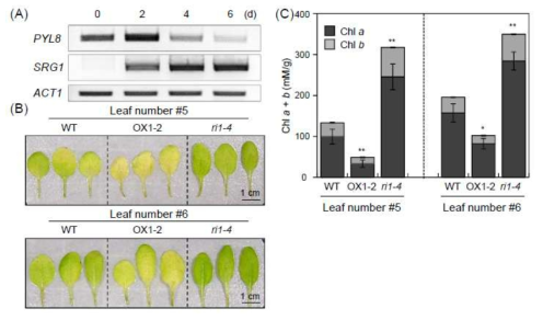 PYL8 각종 형질전환체로부터 식물 노화에 대한 생리적 표현형 분석