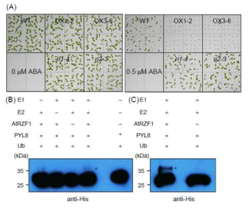 ABA에 대한 생리적 표현형 분석 (A) 및 AtRZF1에 의한 PYL8 단백질의 유비퀴틴화 분석 (B)