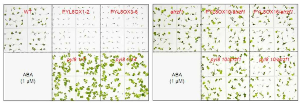 PYL8 및 AtRZF1 간의 2중 교배 식물체 및 PYL8 형질전환체로부터 ABA에 대한 생리적 표현형 분석