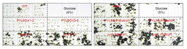 PYL8 및 AtRZF1 간의 2중 교배 식물체 및 PYL8 형질전환체로부터 glucose에 대한 생리적 표현형 분석