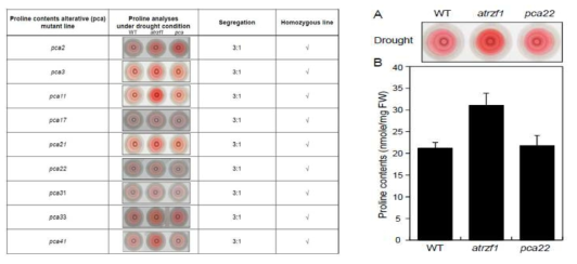 프롤린 대사 조절 관련 돌연변이체 분리 및 우수 순종라인 확보 및 건조스트레스 처리후, pca22 돌연변이체로부터 프롤린 함량 분석