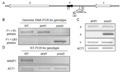 T-DNA 삽입 위치 및 PCA22 유전자 동정