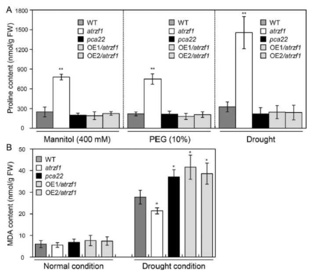 pca22 돌연변이체로부터 mannitol, PEG, 건조스트레스 처리 후, 프롤린 및 MDA 함량 분석