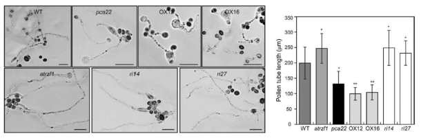 WT, pca22, atrzf1, RNAi (ri14, ri27) 및 PCA22OX (OX12, OX16) 식물체들의 pollen tube length 분석