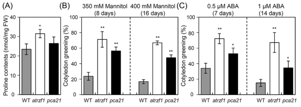 pca21 돌연변이체로부터 mannitol 및 ABA에 대한 생리적 표현형 분석