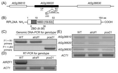 T-DNA 삽입 위치 및 PCA21 유전자 동정