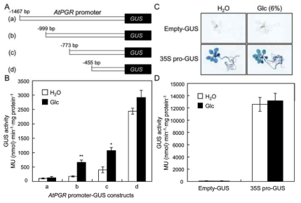 당 처리 후, 각종 AtPGR 프로모터-GUS constructs에 대한 GUS 발현 분석