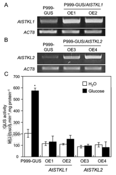 AtPGR 유전자에 대한 AtSTKL 단백질의 세포 내 생화학적 기능 분석