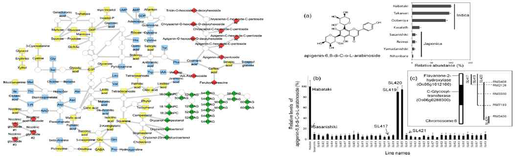 일본 RIKEN 연구소에서 진행한 BIL 대상 Metabolic profiling 결과(좌)와 mQTL로 flavonoid함량에 관여하는 c-Glycosyl-transferase (Os06g0288300)를 mapping 한 연구사례