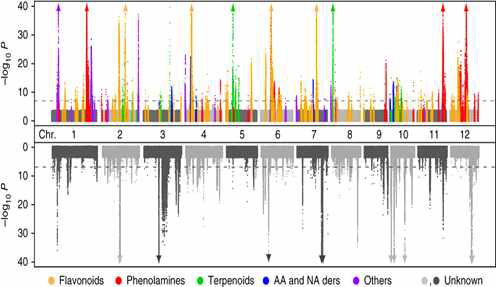 중국에서 수행한 벼에서의 metabolome GWAS 결과 (출처 Chen et al (2014) Nature Genetics)