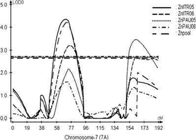 밀에서 Zn 함량에 연관된 QTL mapping 연구(Tiwari et al. 2009)