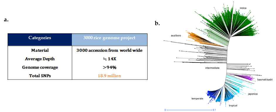 IRRI, CAS 및 BGI의 컨소시움에 의해 완성된 3000 genome project의 주요 결과. a. 기본 Sequencing 통계. b. 벼 3000점의 Phylogenetic tree(Li et al. 2014)