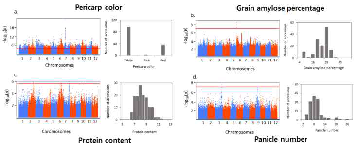 Manhattan plot으로 나타낸 종피 색깔, 아밀로스 함량, 단백질함량 및 이삭 수 관련 GWAS 결과