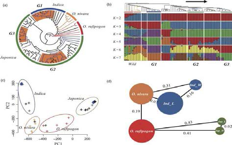 종의 잡초성 벼와 40 종의 다른 종의 벼 (Oryza) 종의 개체 구조 분석