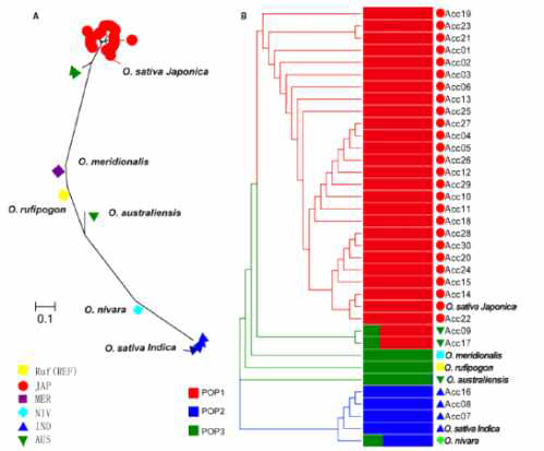 A cladogram illustrating the phylogenetic relationships among 30 landrace rice strains of Korean origin, together with the six rice chloroplast genomes. (A) Radial view. (B) Phylogram view and population structure cluster. Oryza rufipogon was used as the reference