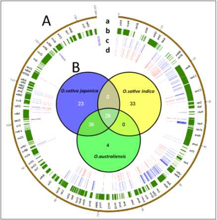 SNPs and INDELs of the chloroplast genomes of 30 landrace rice strains of Korean origin, based on the reference of Oryza rufipogon. (A) A circle map revealing the SNP/INDEL positions. a: genes and the position of the reference (O. rufipogon), b: gene region in the reference, b: all of the SNPS/INDELs identified in the 30 landrace rice chloroplasts, d: high-quality SNPs/INDELs. The unit of the outside distance is kbp. (B) A Venn diagram showing the high-quality SNP/INDEL distribution among the subgroups (indica, japonica and aus)