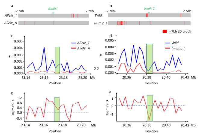 LD block, nucleotide diversity and Tajima’s D in BADHs regions (Green part are the gene regions). (a) LD block of BADH1 at different groups. (b) LD block of BADH2 at different groups (badh2.1 has 8bp deletion in exon 7). (c) Nucleotide diversity of BADH1 region with 3kb slide window. (d) Nucleotide diversity of BADH2 region with 3kb slide window. (e) Tajima’s D of BADH1 region with 3kb slide window. (f) Tajima’s D of BADH2 region with 3kb slide window