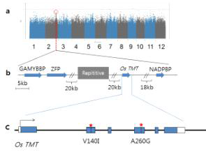 본 실험실에서 수행한 고 Vitamin E 함량 과 관련된 GWAS기반 유전자 탐색 연구(A) GWAS result of aT on 12 chromosome. (B) Genome organization around Os TMT, showing repetitive sequences (grey boxes), GAMYBBP, ZFP, NADPBP. (C) Gene structure of Os TMT and polymrophisms’ location