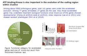 표현형변이와 연관된 coding region의 SNP군들은 주로 ATP binding site/kinase에 모여 있는 SNP들 이었음