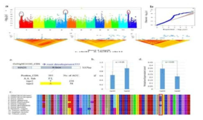 Association mapping result for GE (Germination Energy) under salt stress (200mM) conditions. a. Manhattan plots from association mapping using the MLM. b. QQ plot of expected and observed P values. c. The peak region on chromosome 2. d. The peak region on chromosome 5