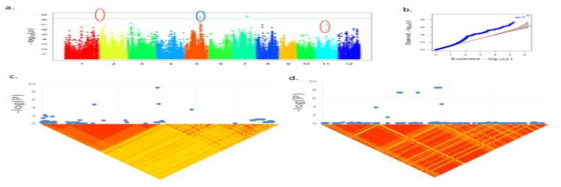 Association mapping result for GE (Germination Energy) under salt stress (200mM) conditions. a. Manhattan plots from association mapping using the MLM. b. QQ plot of expected and observed P values. c. The peak region on chromosome 2. d. The peak region on chromosome 5