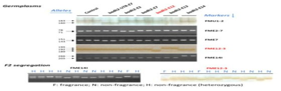 The 9 fragrant and 3 non-fragrant rice varieties were genotyped by 5 functional markers. 1-3: WT, non-fragrant rice; 4-5: badh2-UTR-E7; 6-7: badh2-E2; 8-9: badh2-E7; 10: badh2-E12; 11-12: badh2-E13; 13-14: badh2-E14. (a) Polymorphic PCR bands were observed using the FMU1-2 marker, 4-5 have 3-bp deletion in 5’-UTR; (b) Polymorphic PCR bands were observed using the FME2-7 marker, 6-7 have 7-bp deletion in exon 2; (c) Polymorphic PCR bands were observed using the FME7 marker, 4-5 and 8-9 have 8-bp deletion in exon 7; (d) Polymorphic PCR bands were observed using the FME12-3 marker, accession 10 has 3-bp deletion in exon 12, 11-12 have 3-bp insertion in exon 13; (e) Polymorphic PCR bands were observed from the CAPs marker FME14I amplify and BslI digested , 13-14 have 1-bp insertion in exon 14