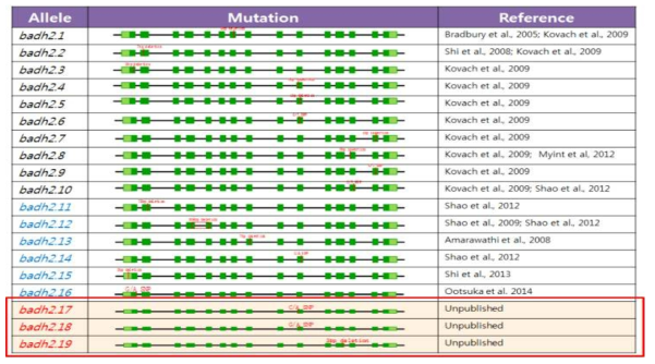 현재까지 밝혀진 badh2 대립유전자 및 신규 발견 대립유전자