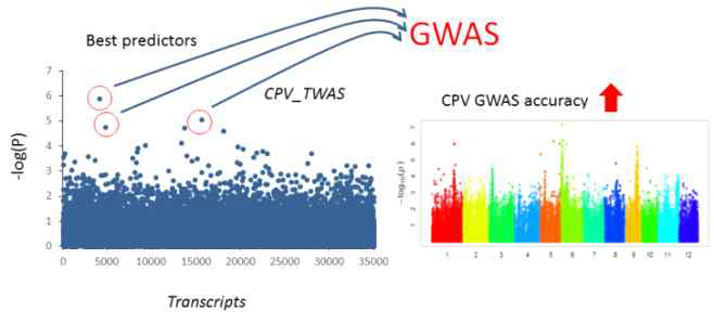 CPV 및 종자형질 관련 GWAS효율을 높이기 위한 TWAS활용 방안 요약