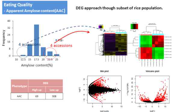 RNAseq이 분석된 핵심집단 및 국내 육성종 벼 자원 중 AAC에 대한 extrememe 표현형군 선발 및 유전자 발현량 비교