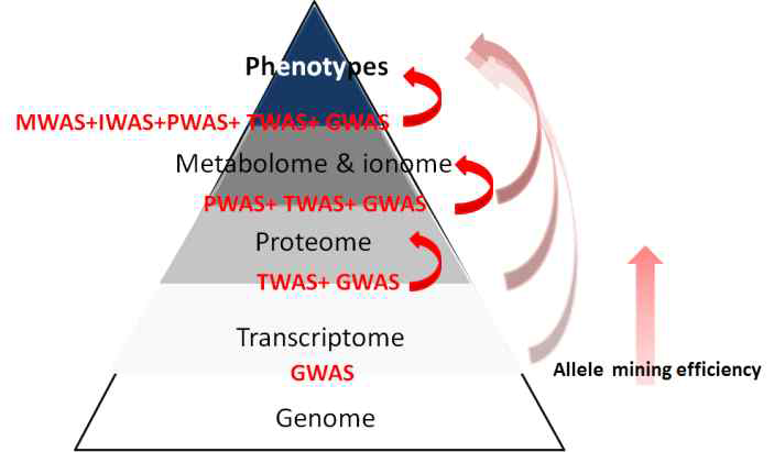 통합 omics 기반 GWAS 분석을 통한 농업 유용 유전자/분자표지 마커 대량발굴 전략