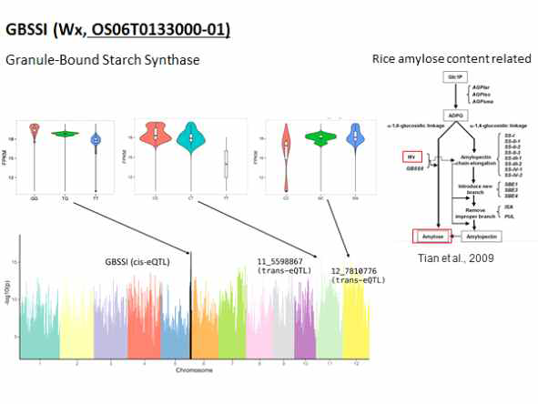 GBSSI 유전자의 eQTL 결과 1개의 cis-eQTL과 2개의 trans-eQTL에서 genotype에 따른 발현량의 차이를 확인하였음