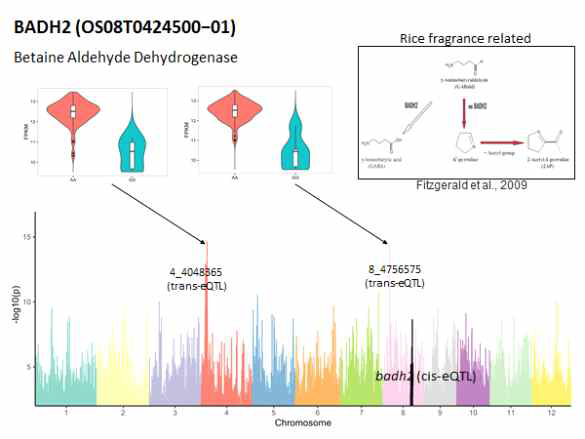 BADH2 유전자의 eQTL 결과 1개의 cis-eQTL과 2개의 trans-eQTL에서 genotype에 따른 발현량의 차이를 확인하였음