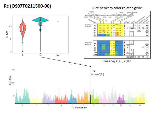 종피색에 관계된 Rc 유전자의 eQTL 결과 1개의 cis-eQTL이 동정되었으며 이는 기존 논문의 결과와 일치