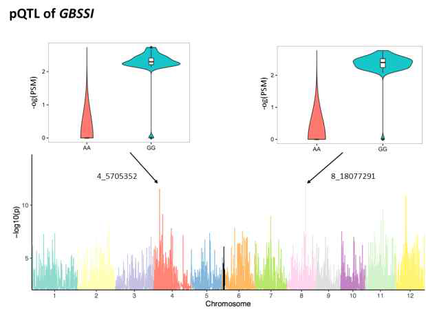 GBSSI 유전자에 대한 pQTL. 2개의 trans-pQTL 위치를 가지고 있었음