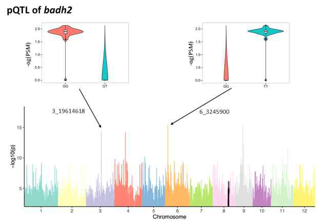 badh2 유전자에 대한 pQTL. 2개의 trans-pQTL 위치를 가지고 있었음