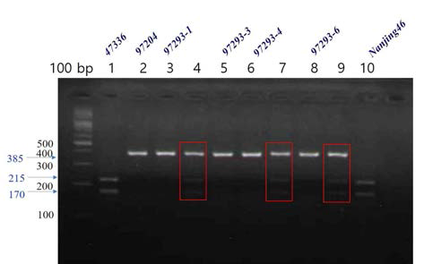 PCR 방법을 이용한 마커 샐렉션