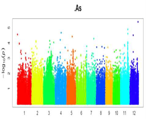 Genome-wide association analysis of As concentration in rice