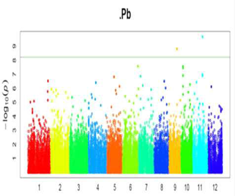 Genome-wide association analysis of Pb concentration in rice