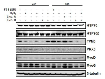 근원세포 분화 전 Licochalcone A/B에 따른 선정 단백질 발현 양상 확인