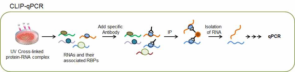 CLIP-qPCR에 대한 모식도