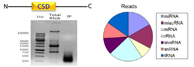 YB-1의 단백질 구조 및 타겟 RNA 분리/분석 결과